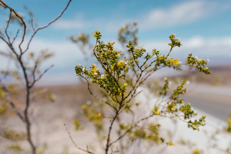 a close up of a plant with yellow flowers, by Gwen Barnard, unsplash, visual art, salt dunes, acacia trees, background image, distant - mid - shot