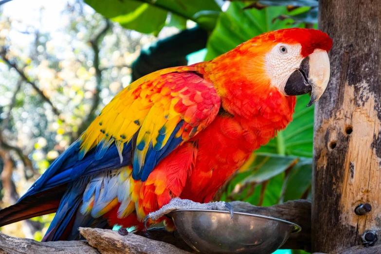 a parrot sitting on top of a tree branch next to a bowl