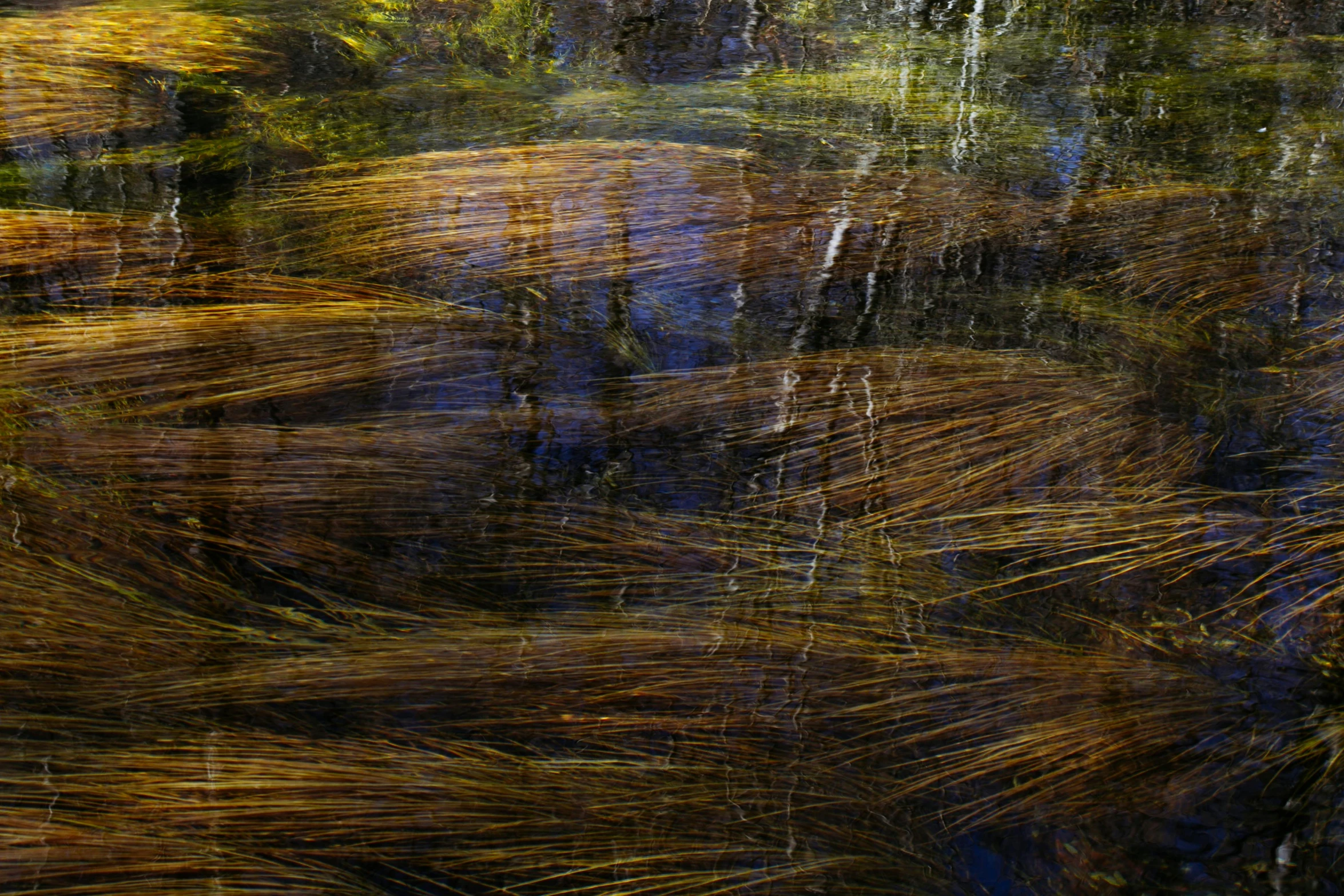 a pond filled with lots of water next to a forest, by Jan Rustem, unsplash, lyrical abstraction, detailed entangled fibres, flax, large-format photography, hair made of trees