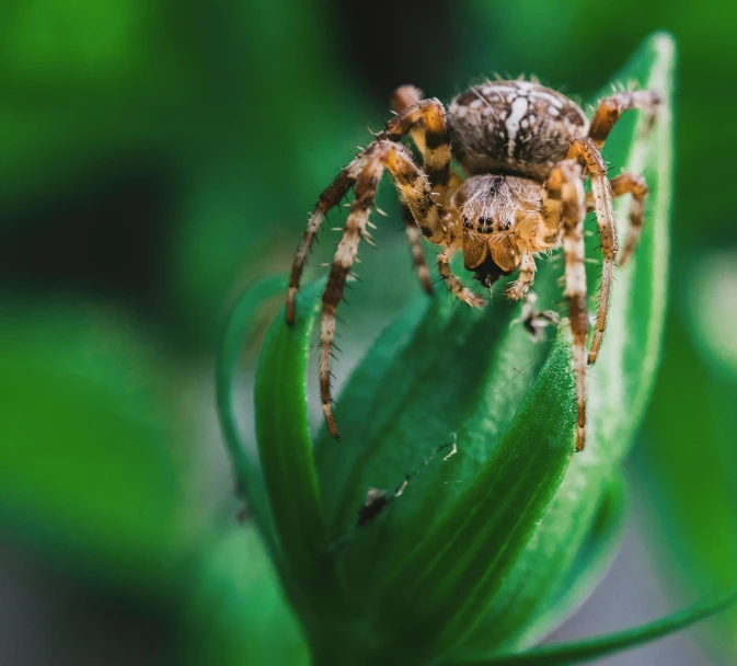 a spider sitting on top of a green leaf, sitting down