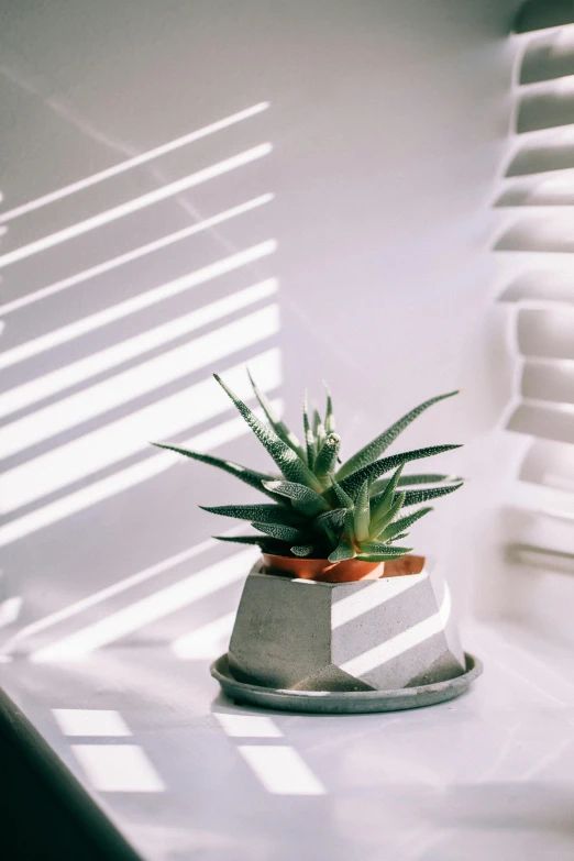 a small potted plant sitting on top of a counter, an abstract sculpture, inspired by Elsa Bleda, trending on unsplash, window light, sharp spines, detailed product image, attractive photo
