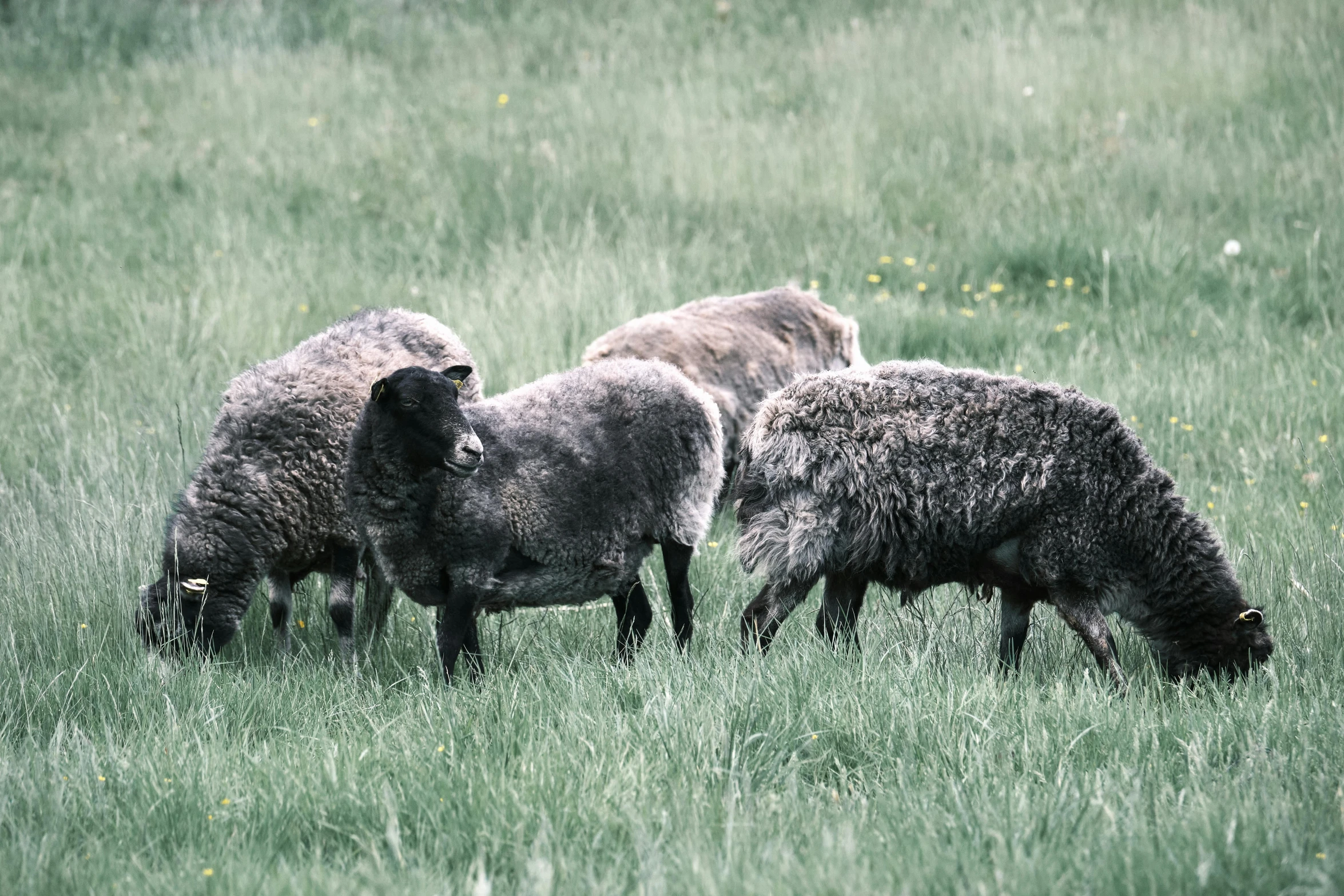 a herd of sheep grazing on a lush green field, by Jan Tengnagel, pexels contest winner, romanticism, grey, rustic, thick fluffy tail, outdoor photo