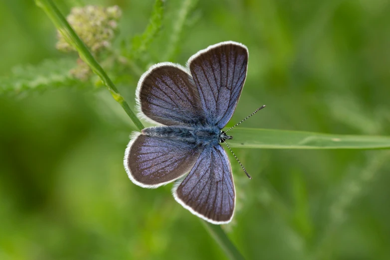 a close up of a butterfly on a plant, blue and grey, in a meadow, high quality product image”, medium format