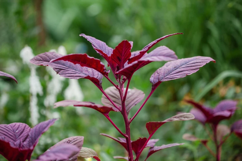 a close up of a plant with purple leaves, pyrrol scarlet, old english, looking towards camera, tastes