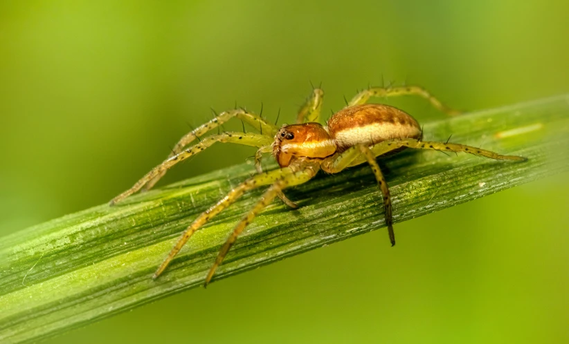 a close up of a spider on a blade of grass, slide show, yellow pupils, two legged with clawed feet, subtle detailing