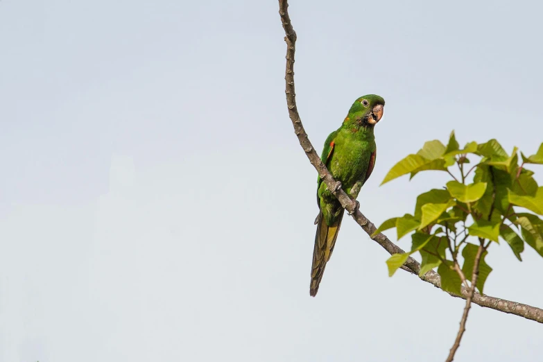 a green parrot sitting on top of a tree branch, pexels contest winner, hurufiyya, épaule devant pose, guide, a small, justina blakeney