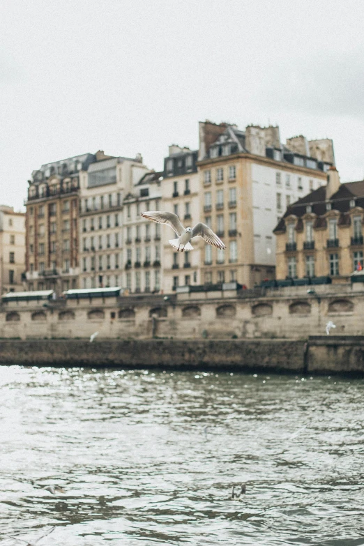 a couple of birds flying over a body of water, a photo, trending on unsplash, paris school, building along a river, grain”