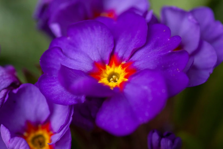 a close up of a bunch of purple flowers, by Jan Rustem, unsplash, fan favorite, some red and purple and yellow, verbena, micro macro auto focus