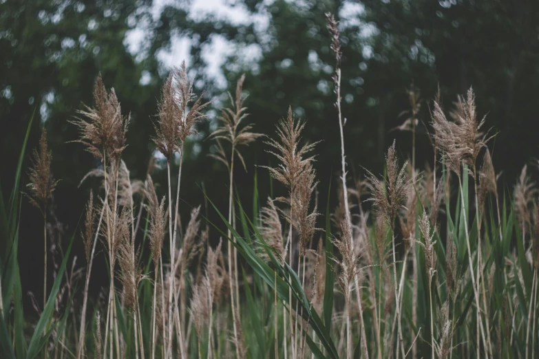 a field of tall grass with trees in the background, unsplash, naturalism, medium format, brown, reeds, grey