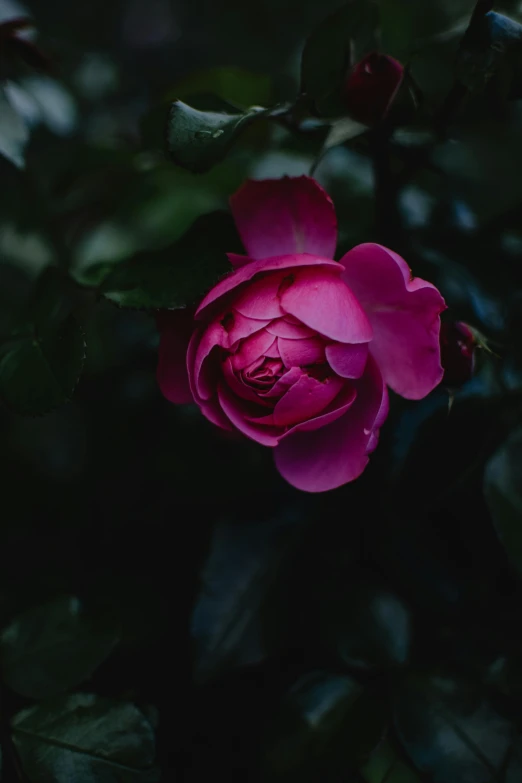 a single pink rose blooming in the dark, inspired by Elsa Bleda, unsplash contest winner, lush surroundings, crimson, today\'s featured photograph 4k, magenta