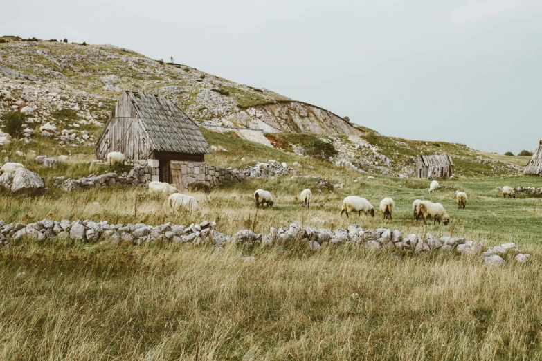 a herd of sheep standing on top of a grass covered hillside, by Emma Andijewska, unsplash contest winner, folk art, rustic stone cabin in horizon, 1 9 7 0 s photo, conde nast traveler photo, ancient irish