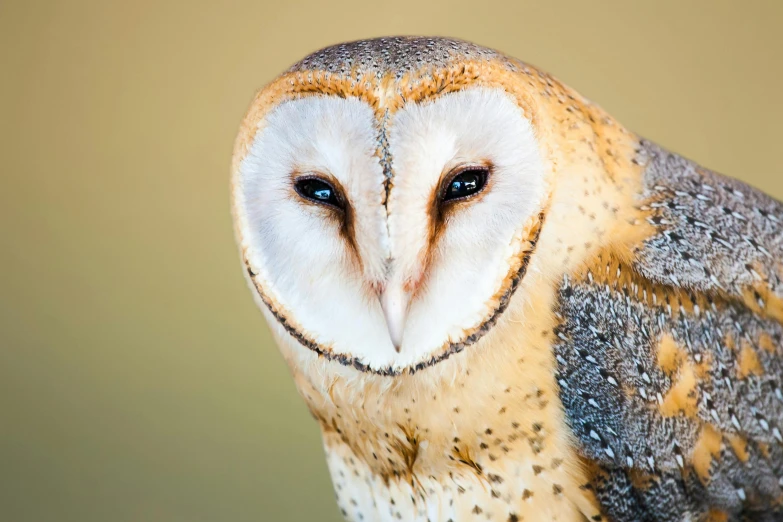 a close up of a bird of prey, a portrait, by David Garner, trending on pexels, barn owl mask, “portrait of a cartoon animal, portrait of wild, ultra high pixel detail