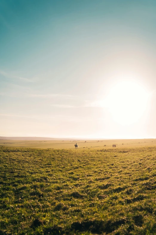 a herd of cattle standing on top of a lush green field, by Sebastian Spreng, trending on unsplash, minimalism, sunset panorama, people walking into the horizon, overexposed sunlight, on a desolate plain