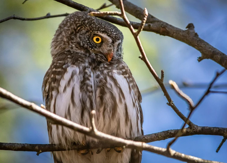 a brown and white owl sitting on top of a tree branch, a portrait, pexels contest winner, hurufiyya, grey, slide show, small, australian