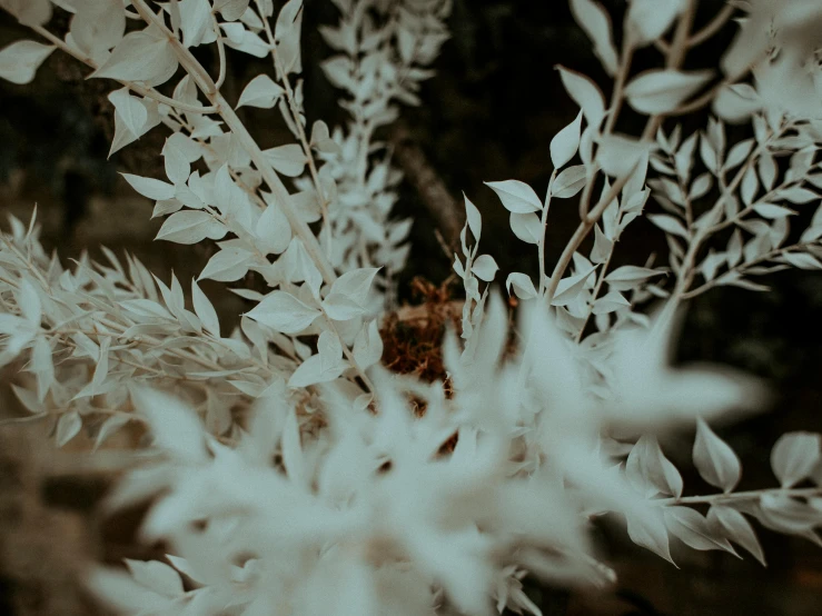 a close up of a plant with leaves, inspired by Elsa Bleda, pexels contest winner, rococo, ghostly white trees, made of dried flowers, background image, dimly lit