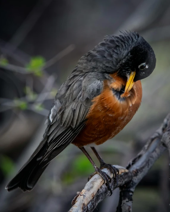 a small bird sitting on top of a tree branch, black and orange, rounded beak, color photo, looking content