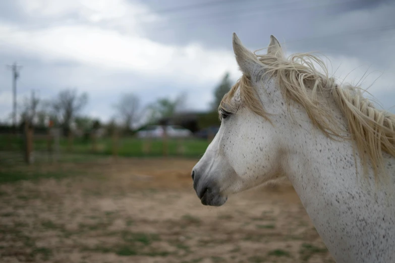 a white horse standing on top of a dirt field, a portrait, unsplash, photorealism, on a cloudy day, in the yard, concerned, slide show