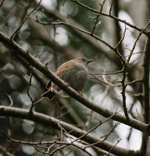 a small bird sitting on top of a tree branch, muted brown, shot with sony alpha 1 camera, high-quality photo, gray