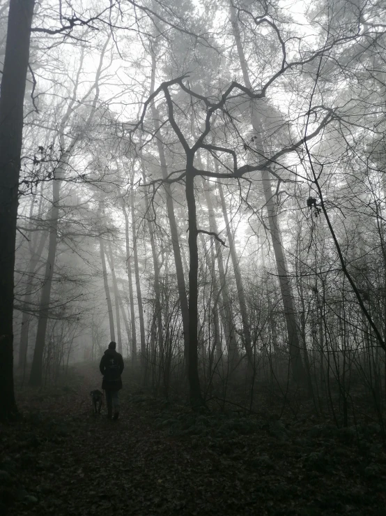 a person walking through a forest on a foggy day, ((forest))