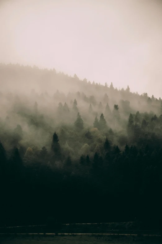 a boat floating on top of a lake next to a forest, by Tobias Stimmer, unsplash contest winner, tonalism, foggy forest, pine trees, ((forest)), hill with trees