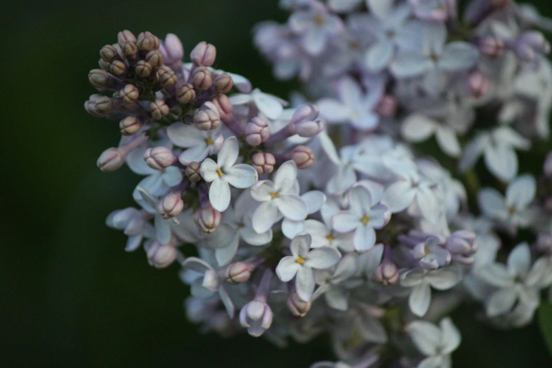 a close up of a bunch of purple flowers, by David Simpson, unsplash, lilacs, white and purple, medium format. soft light, flowering buds