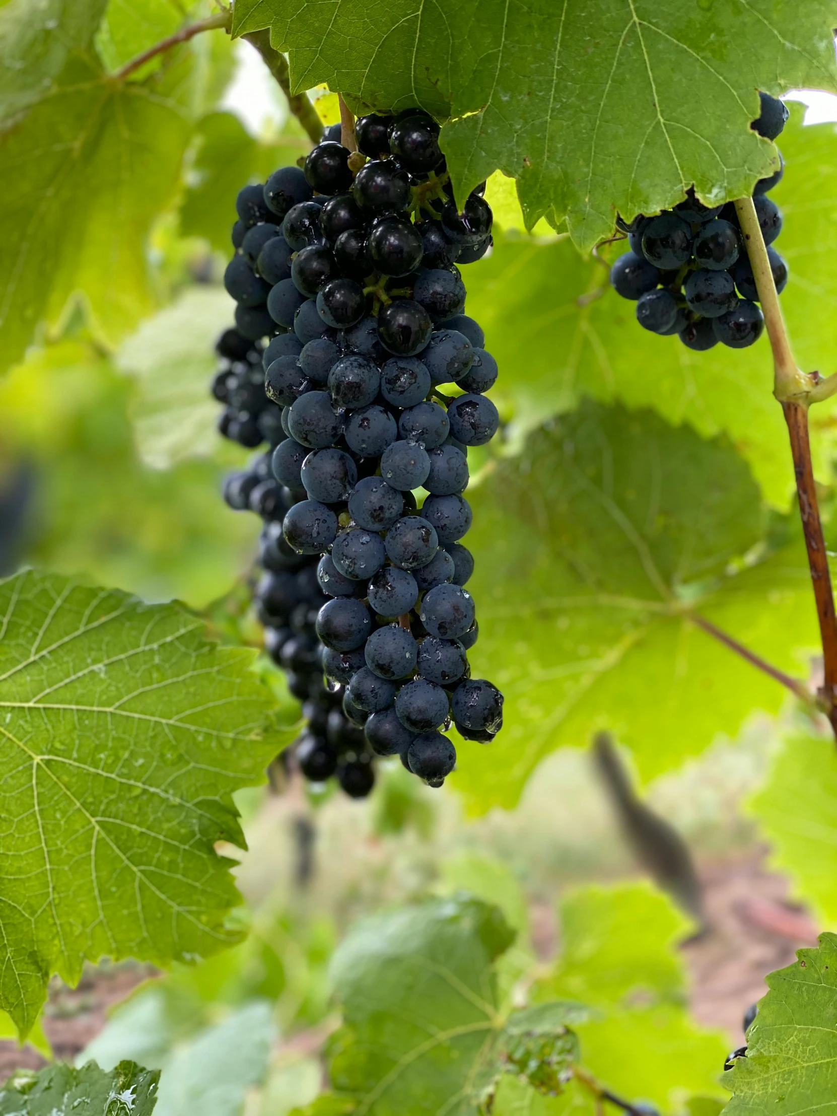 a bunch of black grapes hanging from a vine, slide show, profile image