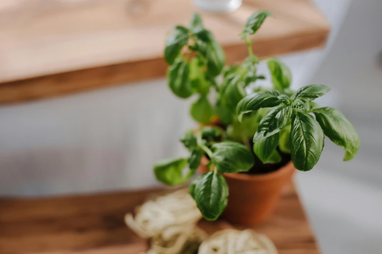 a potted plant sitting on top of a wooden table, trending on pexels, fresh basil, low detail, ingredients on the table, subtle detailing