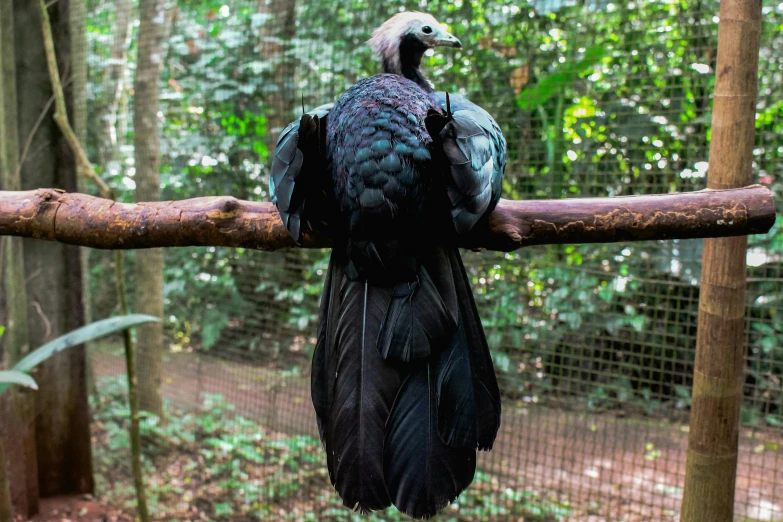 a bird that is sitting on a branch, giant raindorps, facing away from camera, on display, partially bald