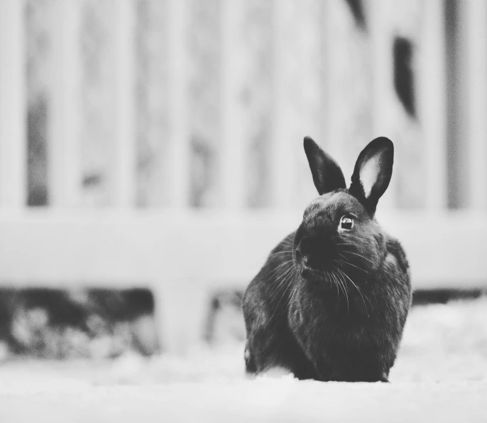 a black and white photo of a rabbit in the snow, unsplash, photographic print, ✨🕌🌙, miniature animal, clean black and white print