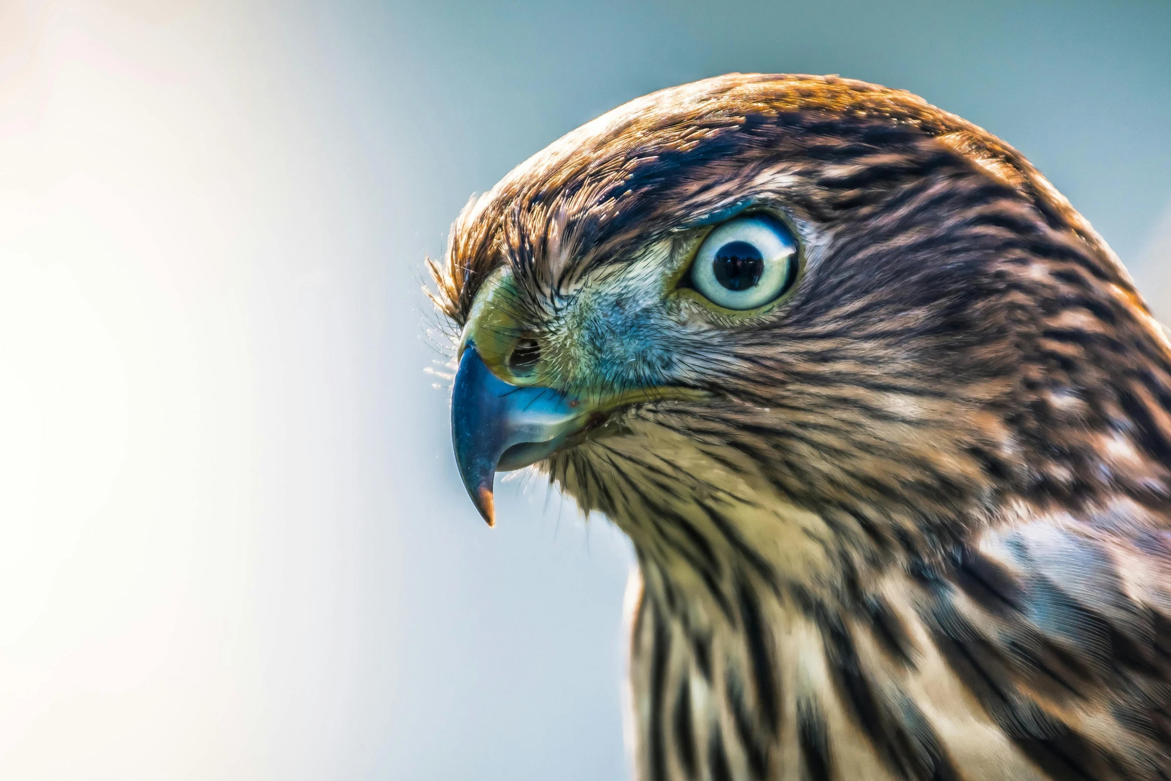 a close up of a bird of prey, pexels contest winner, photorealism, skeptical expression, full - shot, green head, macro photography 8k