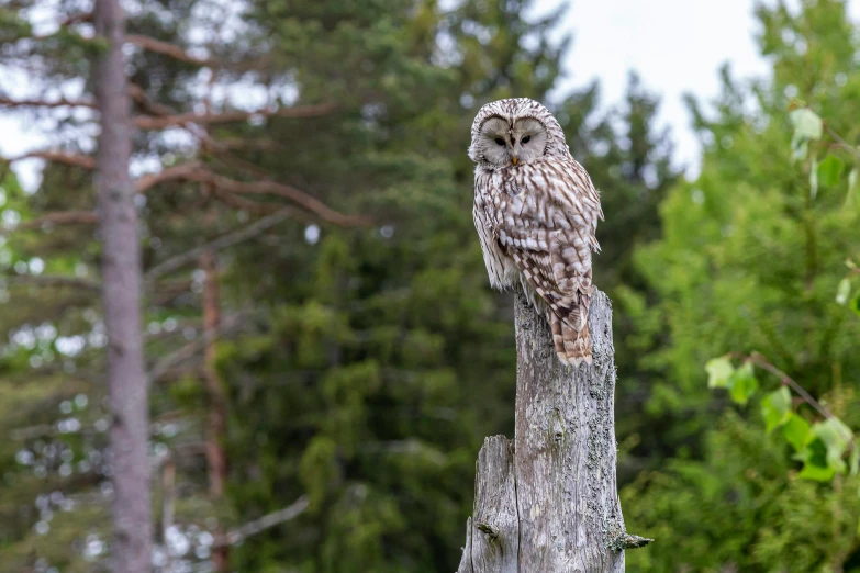 an owl sitting on top of a tree stump, by Jaakko Mattila, pexels contest winner, hurufiyya, tall thin, high quality upload, female gigachad, extra high resolution