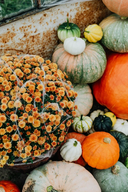 a pile of pumpkins and gourds next to a window, trending on unsplash, baroque, an aesthetic field of flowers, flatlay, color”