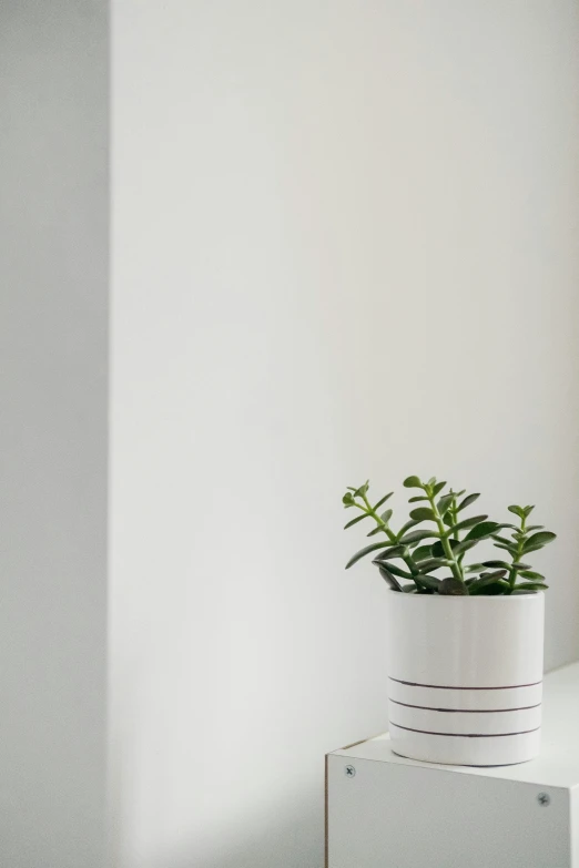 a potted plant sitting on top of a white shelf, inspired by Eero Snellman, minimalism, thin dof, trimmed with a white stripe, detailed product image, dynamic closeup