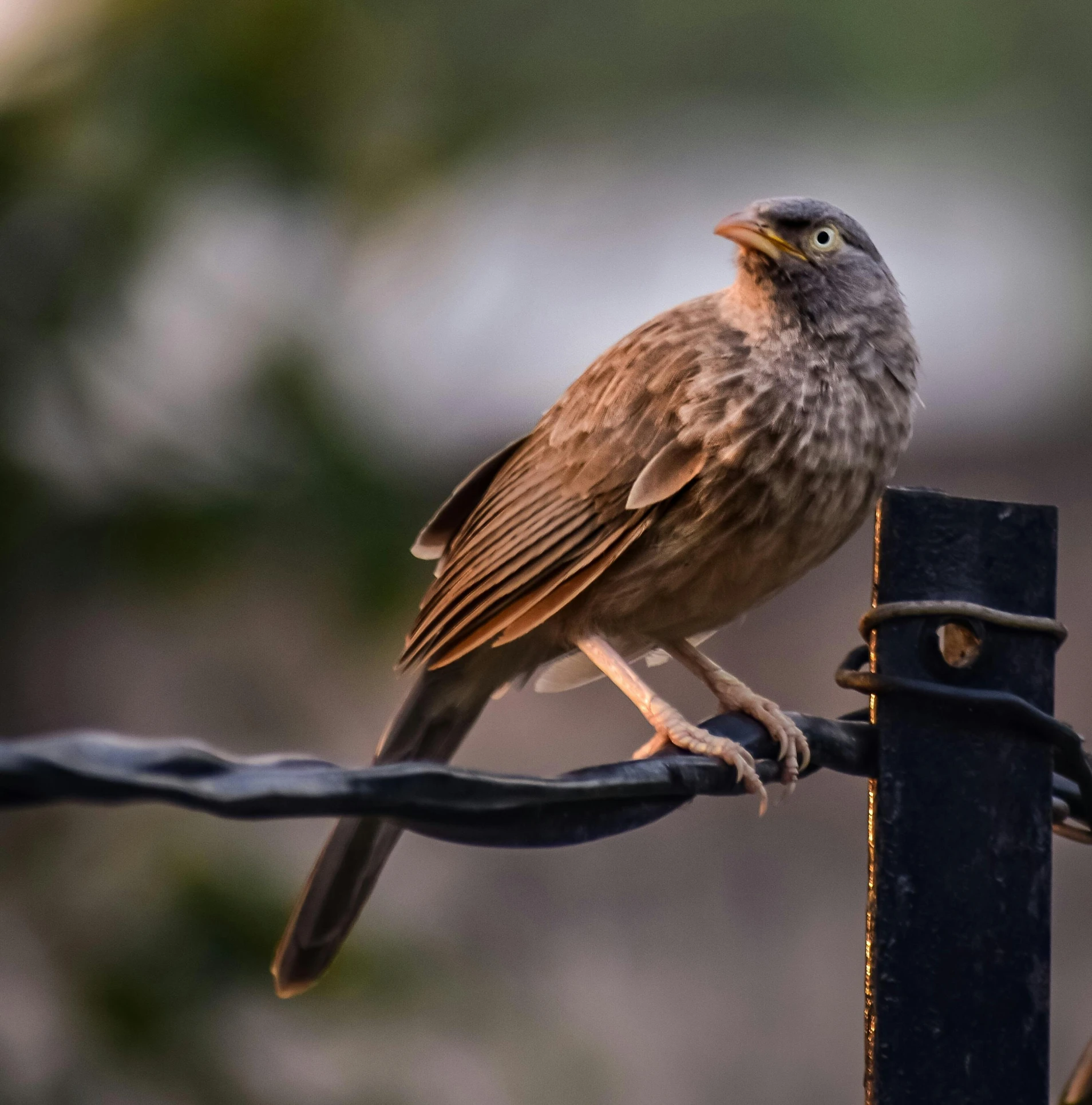 a bird sitting on top of a barbed wire fence, in the evening, shot with premium dslr camera, rounded beak, brown