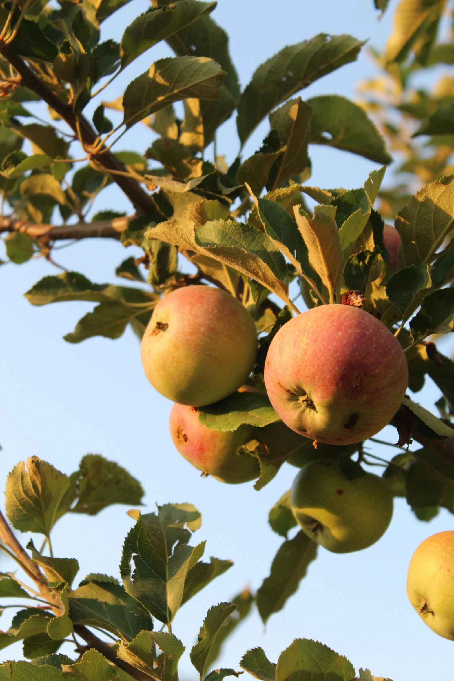 a bunch of apples hanging from a tree, slide show, uncrop, up close image