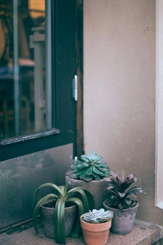 a cat sitting on a window sill next to a potted plant, a picture, unsplash, conceptual art, shop front, doorway, patchy cactus, small hipster coffee shop