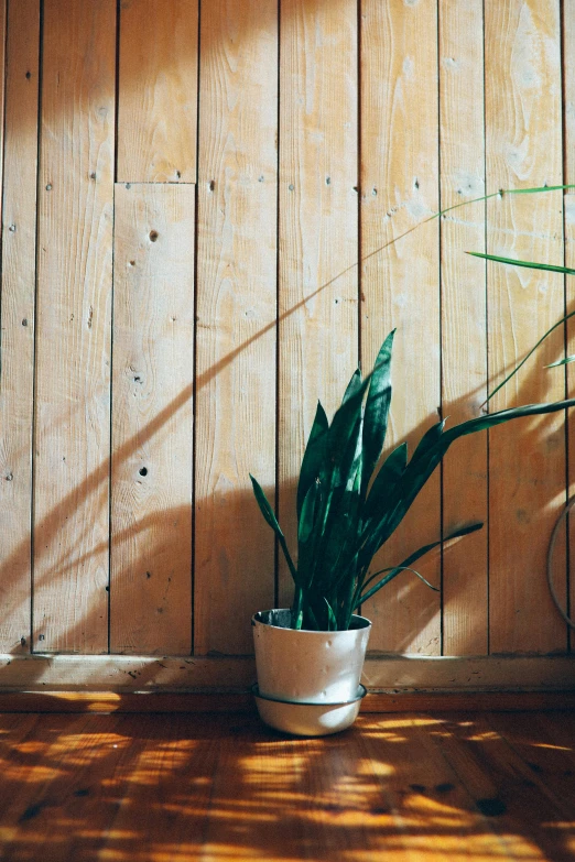 a potted plant sitting on top of a wooden floor, inspired by Elsa Bleda, unsplash, wood panel walls, low sun, reclaimed lumber, inside a shed