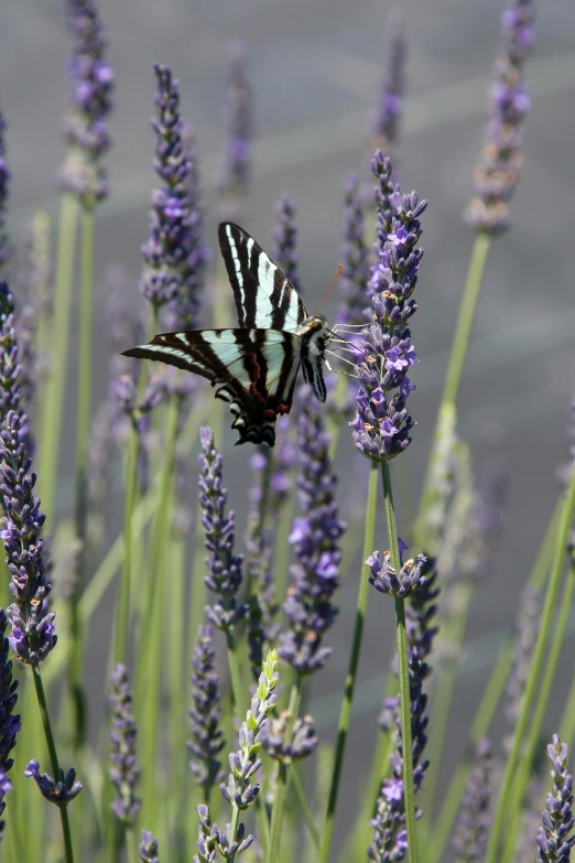 a butterfly sitting on top of a purple flower, lavender plants, on display, striped, square