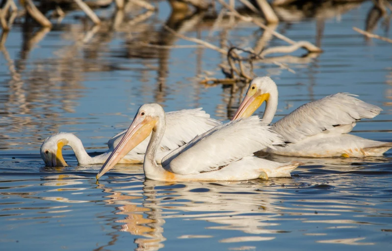 a group of pelicans swimming in a body of water, by Gwen Barnard, pexels contest winner, albino, two male, new mexico, marsh