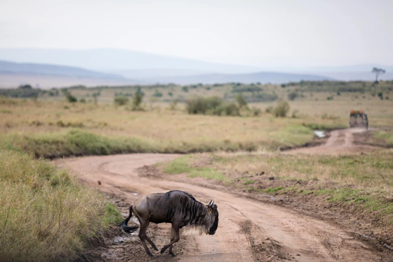 a wildebeest crossing a dirt road in the wild, pexels contest winner, hurufiyya, 2 5 6 x 2 5 6 pixels, jen atkin, large creatures in distance, loin cloth