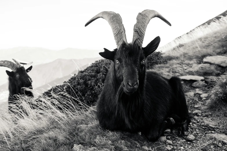 a couple of goats sitting on top of a grass covered hillside, a black and white photo, pexels contest winner, surrealism, devil's horns, phot, a cozy, black