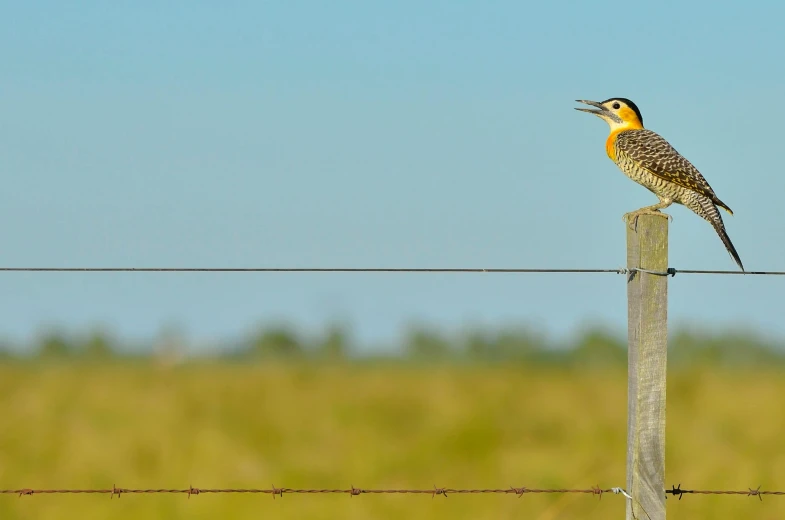 a bird sitting on top of a wooden post, by Peter Churcher, pexels contest winner, golden grasslands, colorful bird with a long, panoramic, prairie landscaping