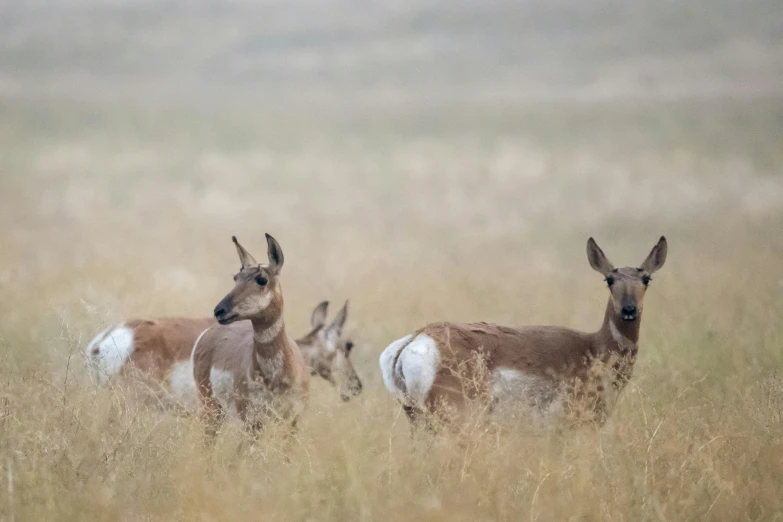 a herd of antelope standing on top of a dry grass covered field, a portrait, unsplash contest winner, renaissance, background image, wyoming, white neck visible, telephoto shot