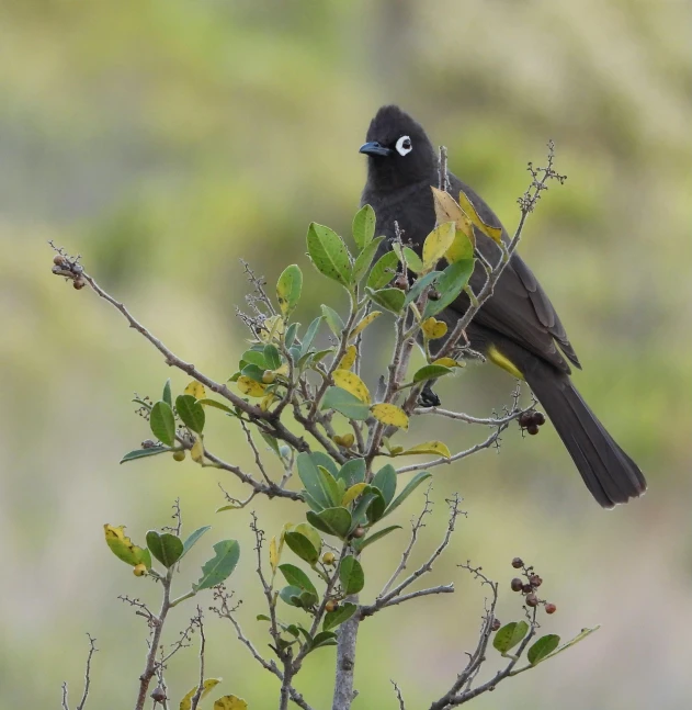 a bird sitting on top of a tree branch, by Peter Churcher, hurufiyya, black hair and large eyes, big island, amongst foliage, cape