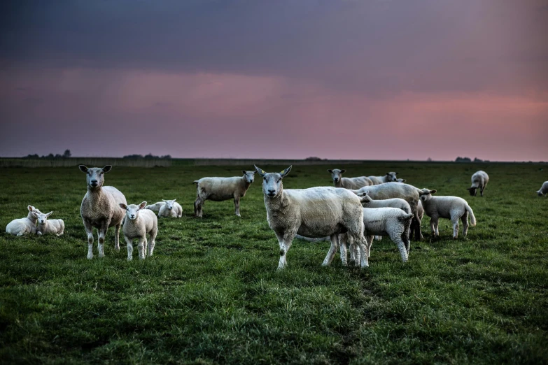 a herd of sheep standing on top of a lush green field, by Jan Tengnagel, pexels contest winner, evening at dusk, dutch, ready to eat, overcast