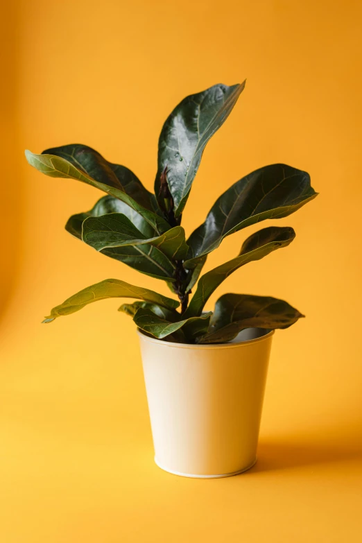 a potted plant on a yellow background, intense albino, fig leaves, highly upvoted, premium