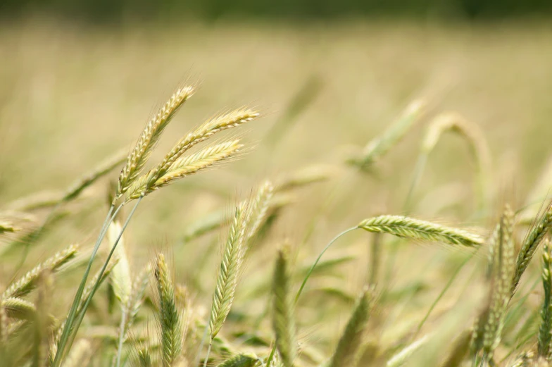 a close up of a field of wheat, by David Simpson, unsplash, no cropping, malt, in a open green field, in 2 0 1 2
