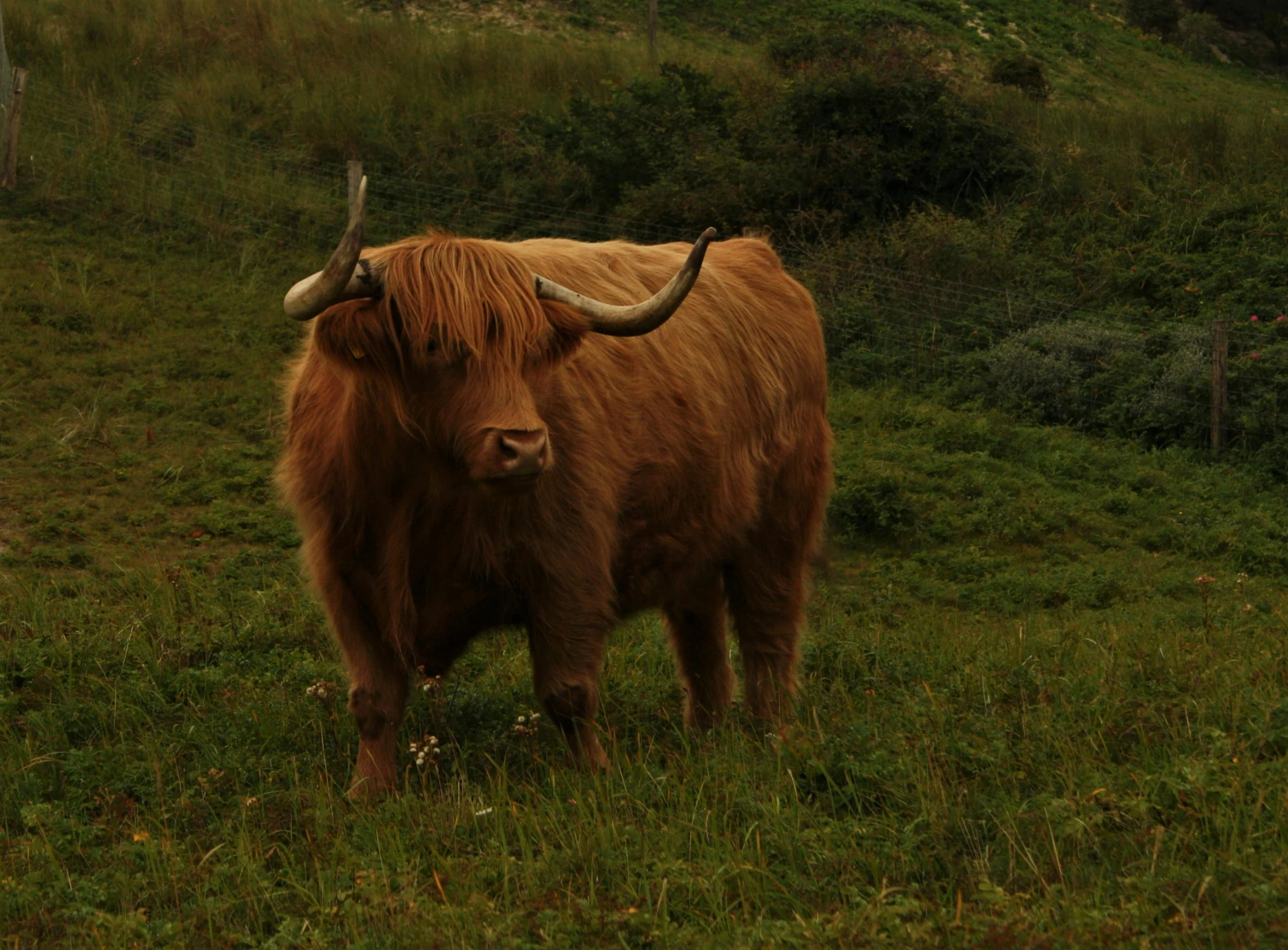 a brown cow standing on top of a lush green field, pexels contest winner, renaissance, similar to hagrid, animal horn, whisky, overcast mood