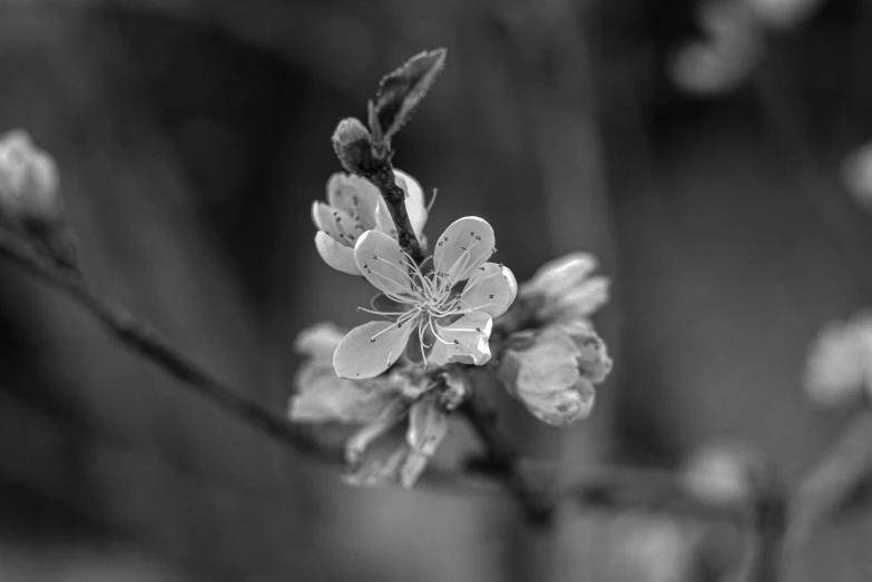 a black and white photo of a flower, by Adam Marczyński, pexels, plum blossom, detailed medium format photo, spring early morning, detailed 4 k photo