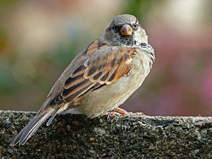 a small bird sitting on top of a cement wall